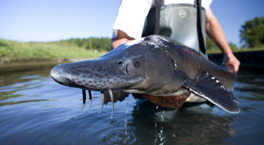 Le caviar d'Aquitaine, une longue histoire qui perdure Le caviar d'Aquitaine, une longue histoire qui perdure