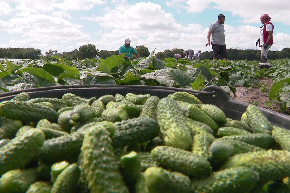 Sarthe : le cornichon français n'a pas dit son dernier mot