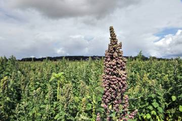 Le quinoa made in France veut rivaliser avec ses cousins de Bolivie et du Pérou